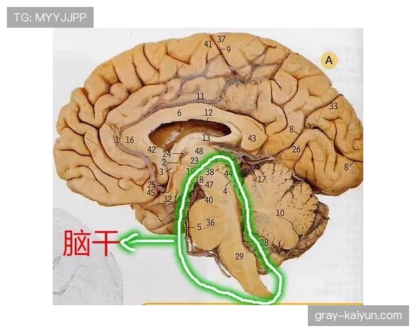 罚球区到底能做什么？一文拆解禁区内的判罚规则